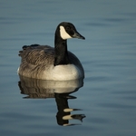 Canada Goose