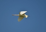Great White Egret