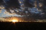 Cornfield Sunset II