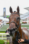 140723-Race 6-Copper Knight-0657