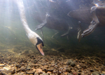 Mute Swans (Cygnus olor) photographed from underwater in the River Avo
