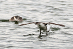 Slavonian Grebe takes off when approached by a Great Crested Grebe