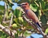 Rufous Crowned Roller
