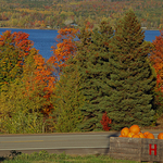 Autumn Festival Pumpkins for Sale - New Brunswick Canada
