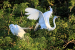 Great Egret takes off from nest early morning, Gatorland, Florida