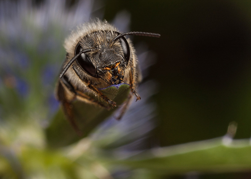 [i]Osmia leaiana[/i] female on a flower. Warwickshire, August 2012.