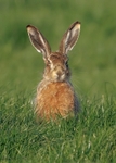 Brown Hare