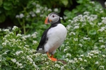 Puffin