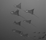 Eagle Rays