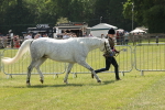 Class 16 - Overal Mountain and Moorland In Hand inc. Silver Medal portfolio