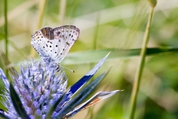 Sooty Copper
