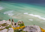 Cornish Paradise crop