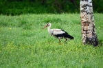 White Stork