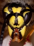 Wasp Portrait