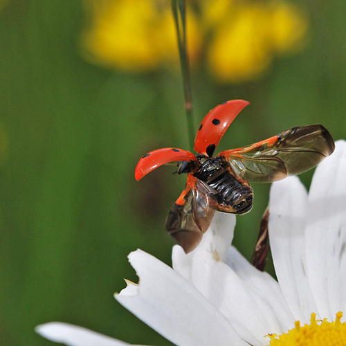 A seven-spotted ladybug blasts off from a daisy petal.