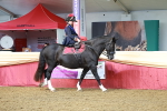 SBM_13533