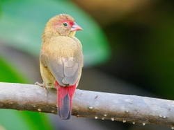 Red Billed Firefinch