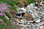 Oystercatcher