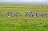 Barnacle Geese