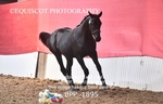 BPP_1895