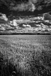 Rice Under Cloud