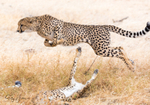 Cheetahs Playing 8