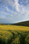 Rapeseed Fields _DO049