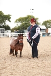 Class 206 IH Non Show Type Pony portfolio