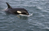 Orca (Killer Whales) Iceland  Ref Orca 5