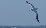 Albatros Errante