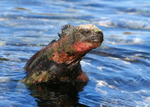 IMG_7389 Marine Iguana