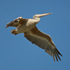 Pink-backed Pelican in flight
