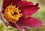 Pasque Flower -  Pulsatilla vulgaris RPNP0693