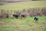 WJ5_6155