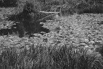 Lilly Pads