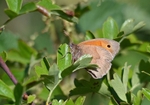 Meadow Brown