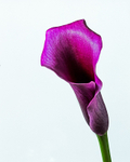 20140512-3K8A1265