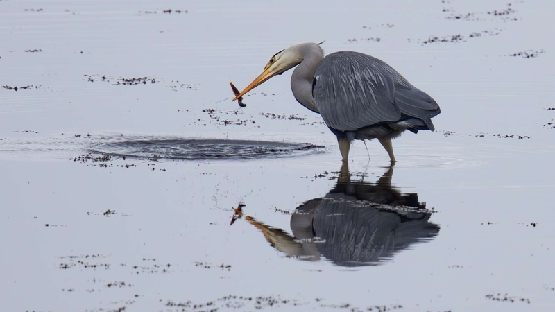 Grey Heron - Kildonan - Isle of Arran - Scotland