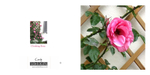 037 Trellis Climbing Rose