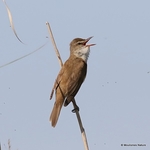 Great Reed Warbler (Acrocephalus arundinaceus)