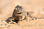 Namaqua Chameleon