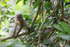 Young mandrill