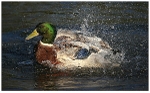 Male Mallard