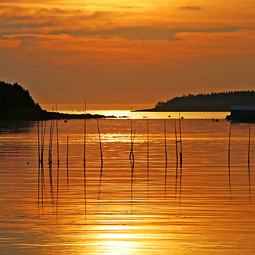 Fishing weir in morning light @ Deer Island