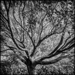 Under Lieth Hill