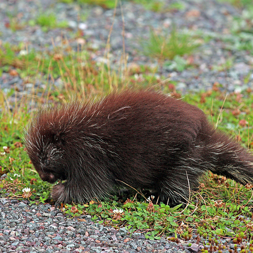 Baby Porcupine