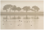 Dawn at Baldoyle Estuary, Co Dublin