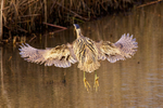 Bittern takes off at Hatch Pond, Poole
