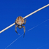 Araneus diadematus