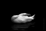 Swan 06